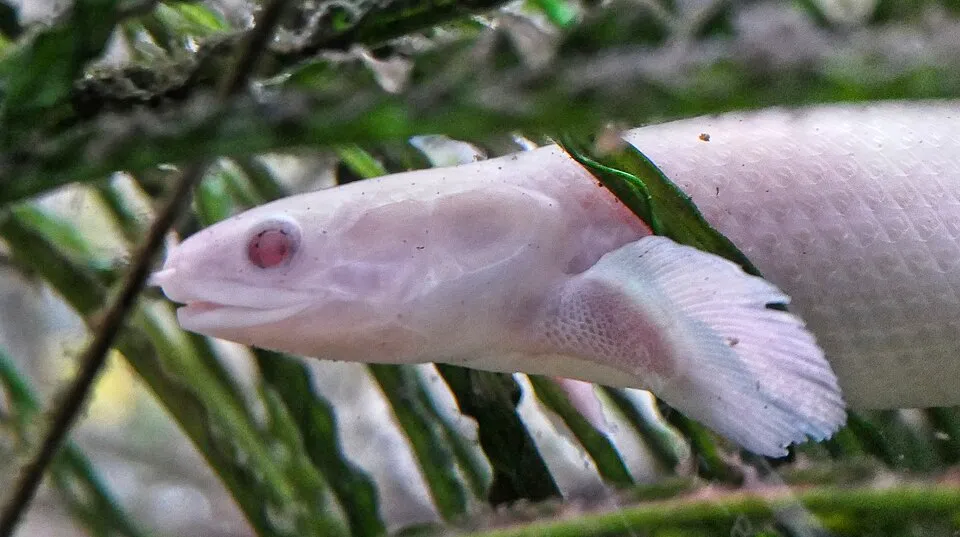 Ein Senegal-Flösselhecht (Polypterus senegalus), Albino, im Aquarium.