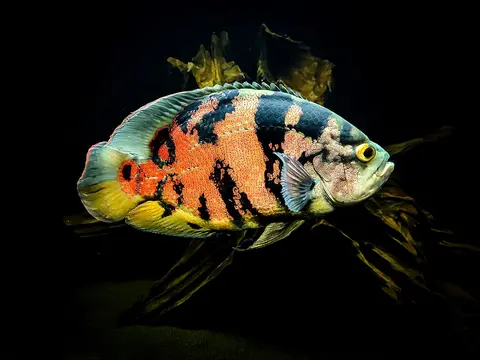 Oscar tiger merah oranye berenang di akuarium berdasar gelap