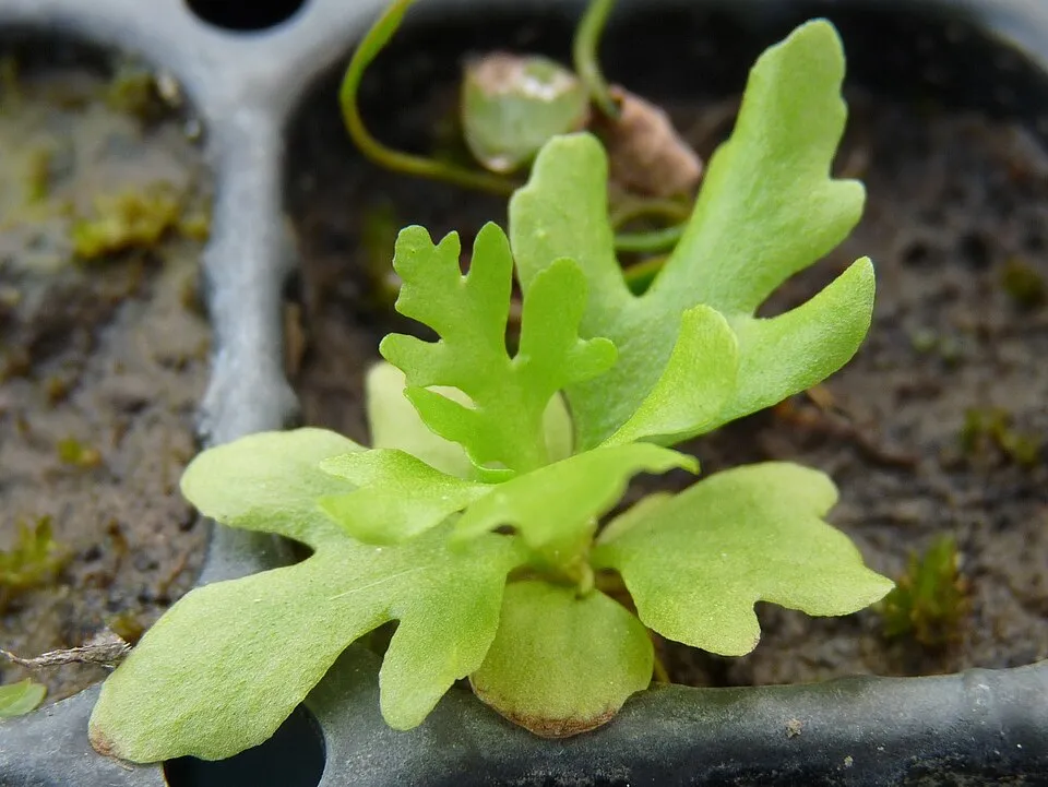 Dương xỉ nước Ceratopteris, Ceratopteris thalictroides