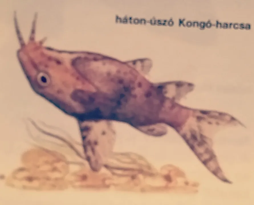 A hátonúszó kongóharcsa a harcsák csoportjába tartozik.
