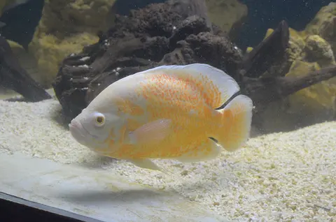 Oscar albino warna krem di atas pasir dalam akuarium