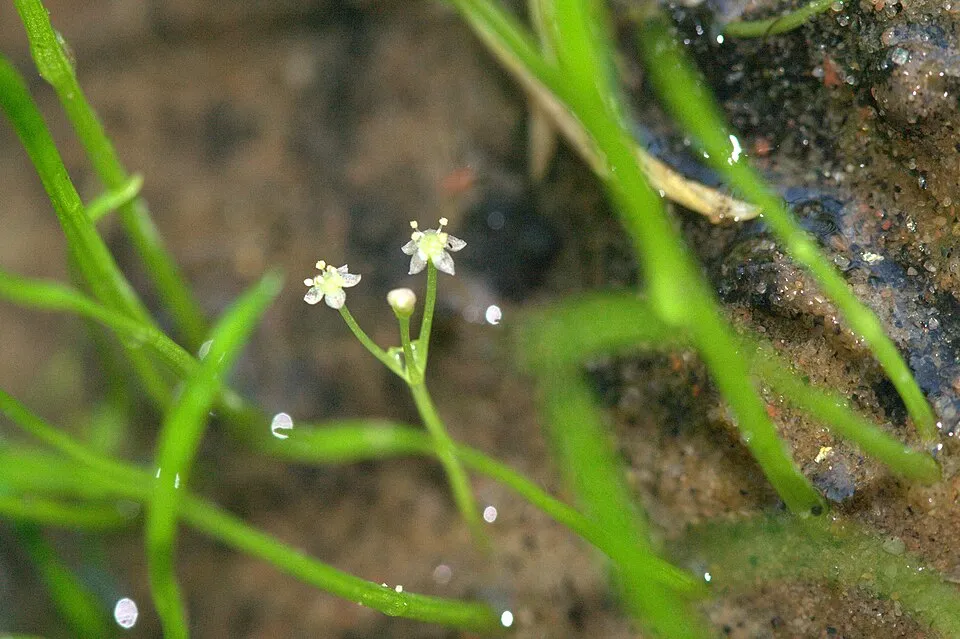 Cỏ lilaeopsis Brazil, Lilaeopsis brasiliensis