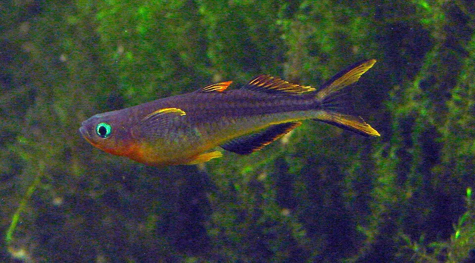 Picture taken in the zoo of Wrocław (Poland): Pseudomugil furcatus (Nichols, 1955)