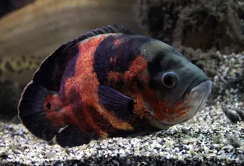 Oscar merah (tiger red) berenang di atas dasar kerikil hitam