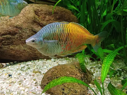 ปลาเรนโบว์โบสมานี