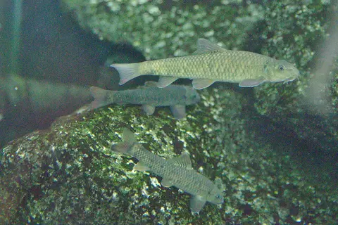 Ikan Dokter
