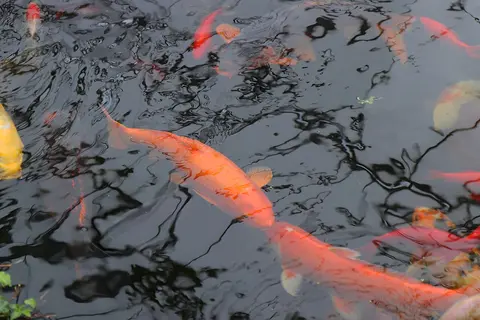 ปลาคาร์ปสีส้มว่ายในบ่อน้ำมืด