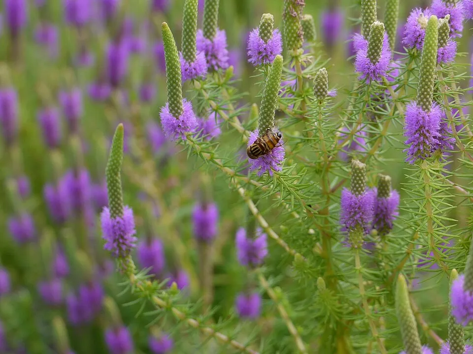 Pogostemon deccanensis, Pogostemon deccanensis