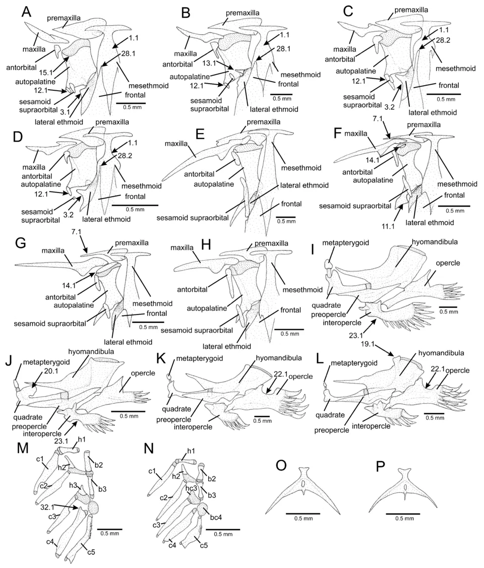Figure 4. Osteological features in the Microcambevinae: (A–H) mesethmoidal region and adjacent bones, middle and left portions, dorsal view; (I–L) left jaw suspensorium and opercular series, lateral v