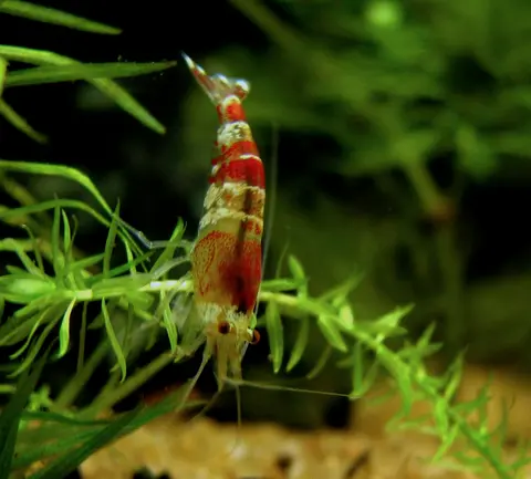 กุ้งคริสตัลเรดเกาะบนสาหร่ายสีเขียวในตู้ไม้น้ำ