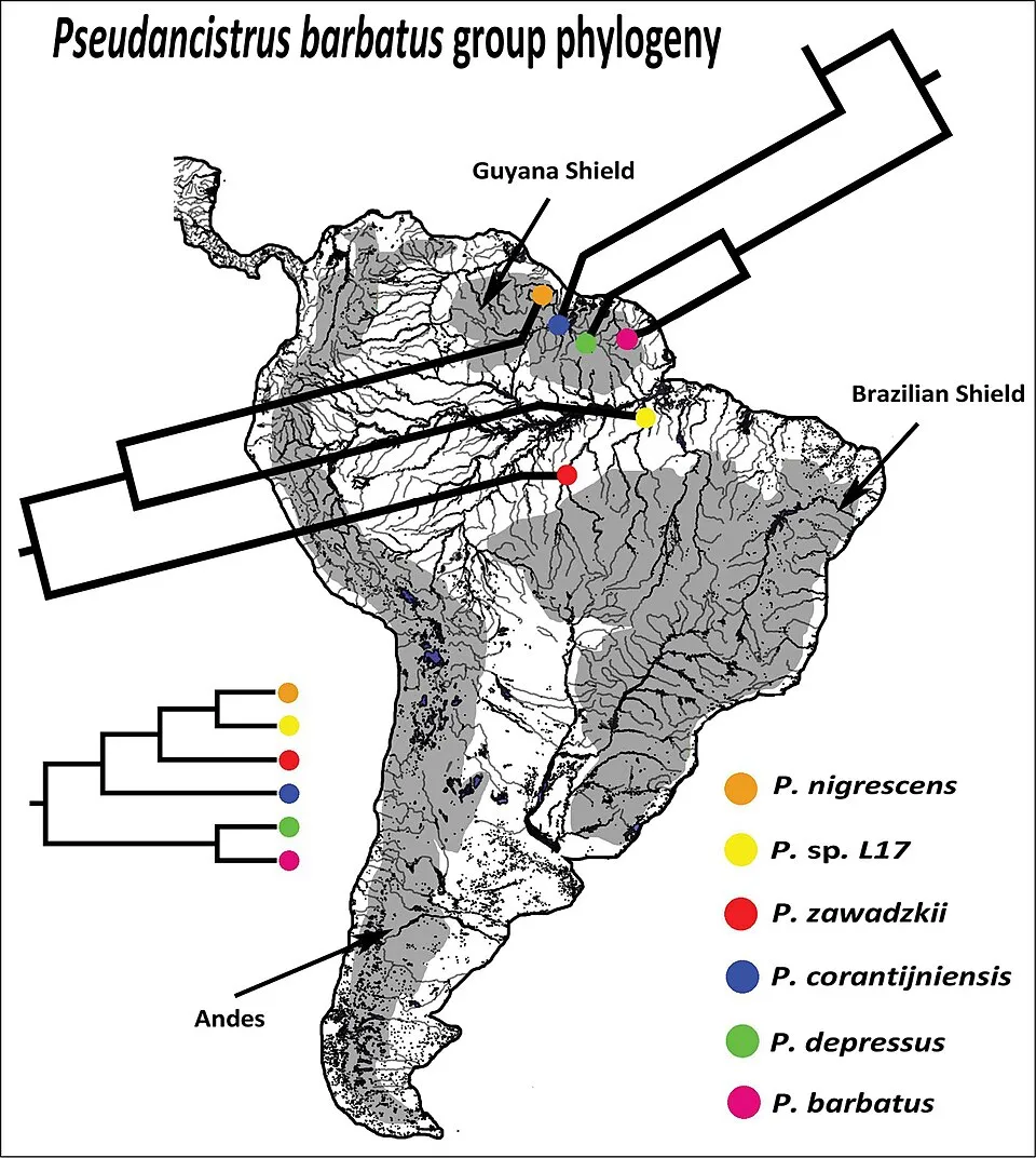 Source: Gabriel de Souza da Costa e Silva , Fábio Fernandes Roxo , Ricardo Britzke , Claudio Oliveira , New species of the Pseudancistrus barbatus group (Siluriformes, Loricariidae) with comments on i