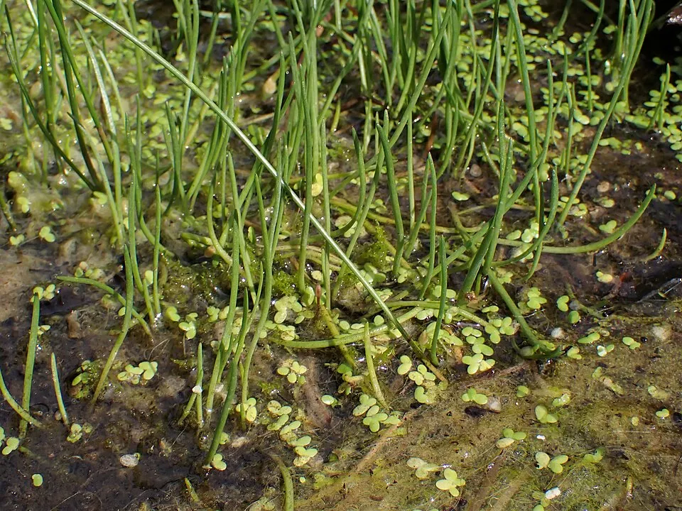 Littorella uniflora in the Botanischer Garten, Berlin-Dahlem