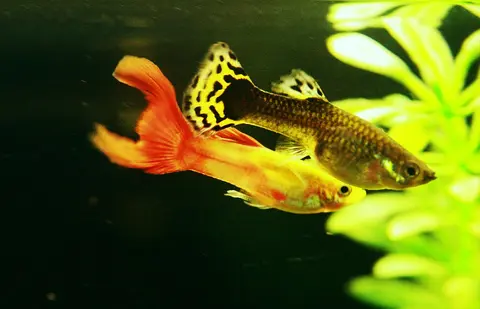 Sepasang guppy jantan dan betina berekor oranye di akuarium tanaman air