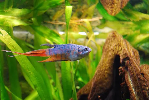 Ikan Paradise jantan berenang dekat kayu apung dan tanaman di akuarium