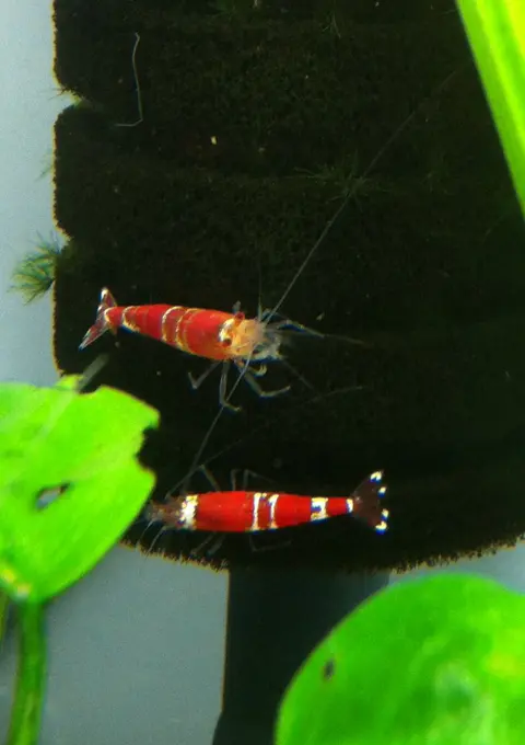 กุ้งคริสตัลเรดลายแดงขาวสองตัวในตู้ไม้น้ำ