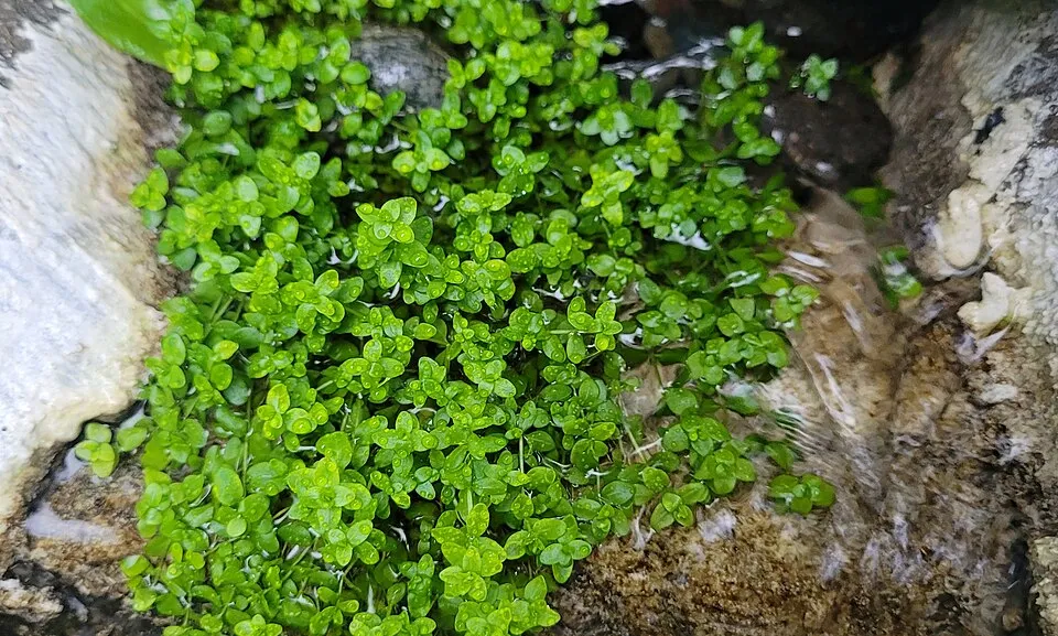Cây Micranthemum glomeratum, Micranthemum glomeratum