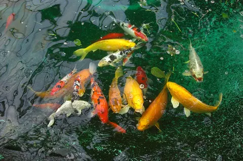 Đàn cá koi nhiều màu bơi trong hồ nước xanh
