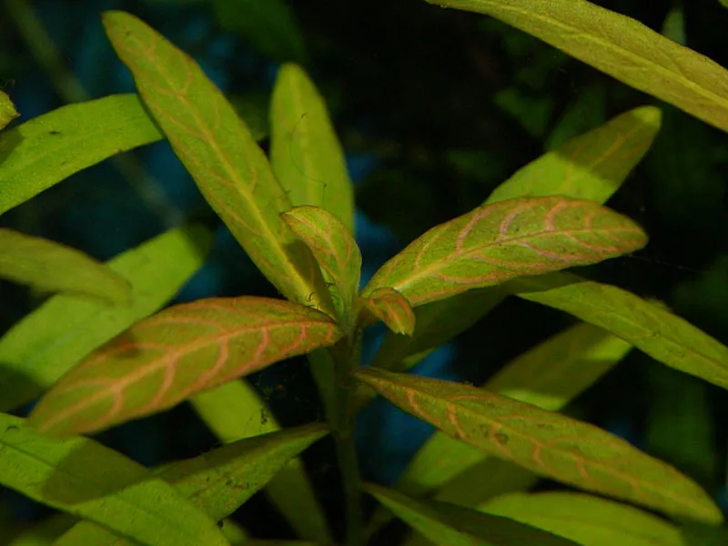 Hygrophila polysperma mit rosa Blattadern, Steckling von Hygrophila polysperma 'Rosanervig'