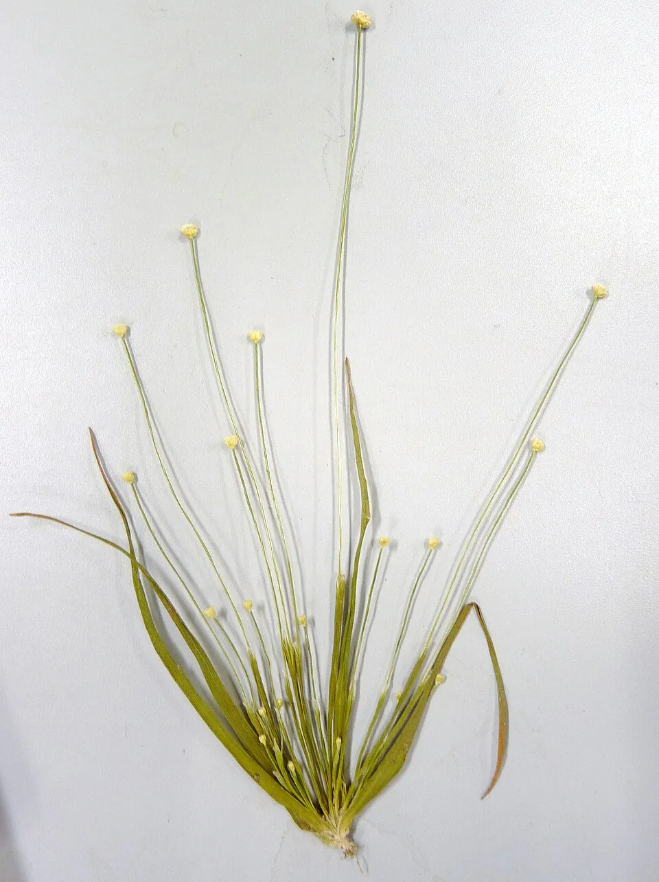 Cây eriocaulon cinereum, Eriocaulon cinereum