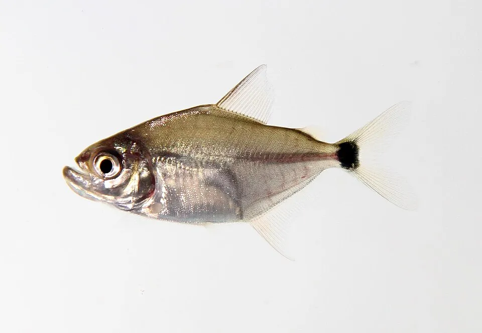 Cá piranha Wimpel, Catoprion mento
