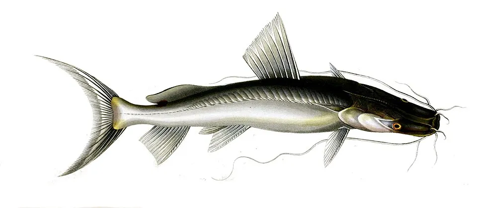 Sperata seenghala (Sykes, 1839) (syn. Platystoma seenghala)