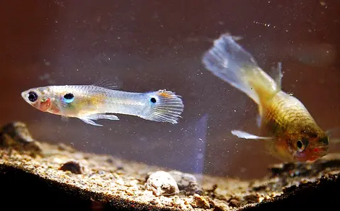 Guppy jantan dan betina di akuarium berpasir