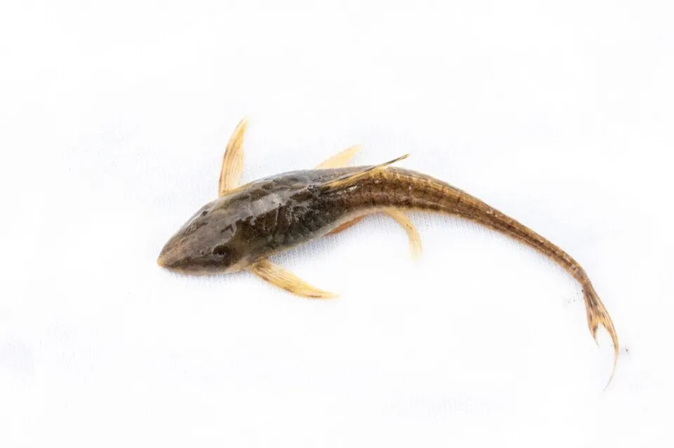 Registro de biodiversidad de la especie Sturisomatichthys leightoni (No disponible) detectado en el municipio de Caicedonia, Valle del Cauca, Colombia.