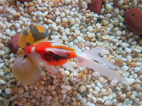 Koki Bubble Eye merah putih dilihat dari atas, dasar kerikil
