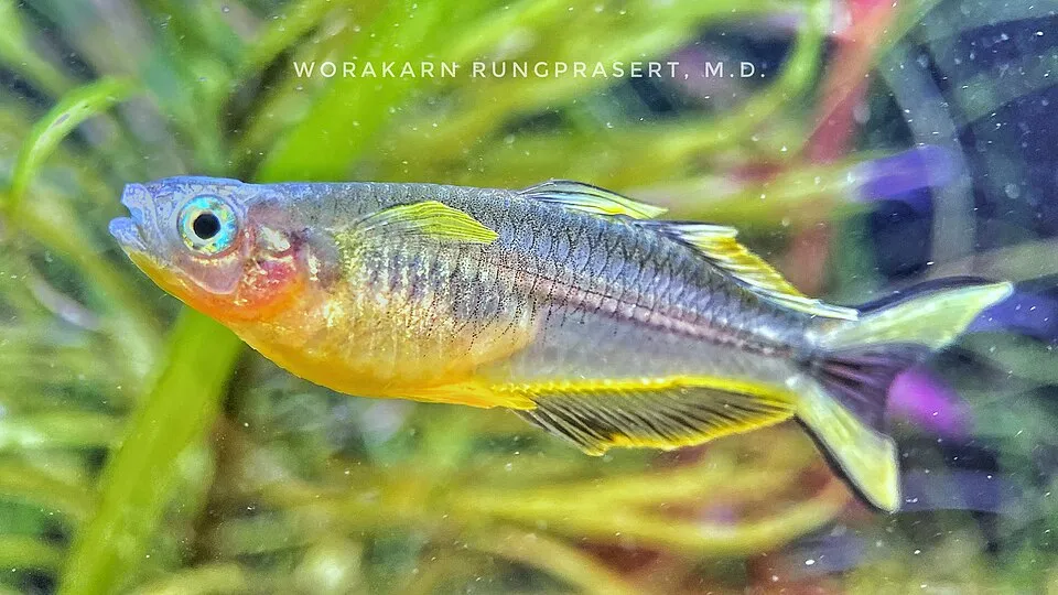 Forktail Blue-eye
