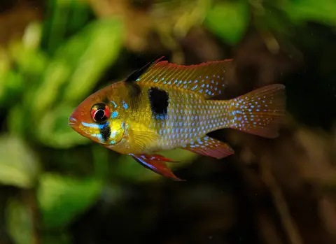 Ramirezi kuning bersirip punggung tinggi di akuarium tanaman air