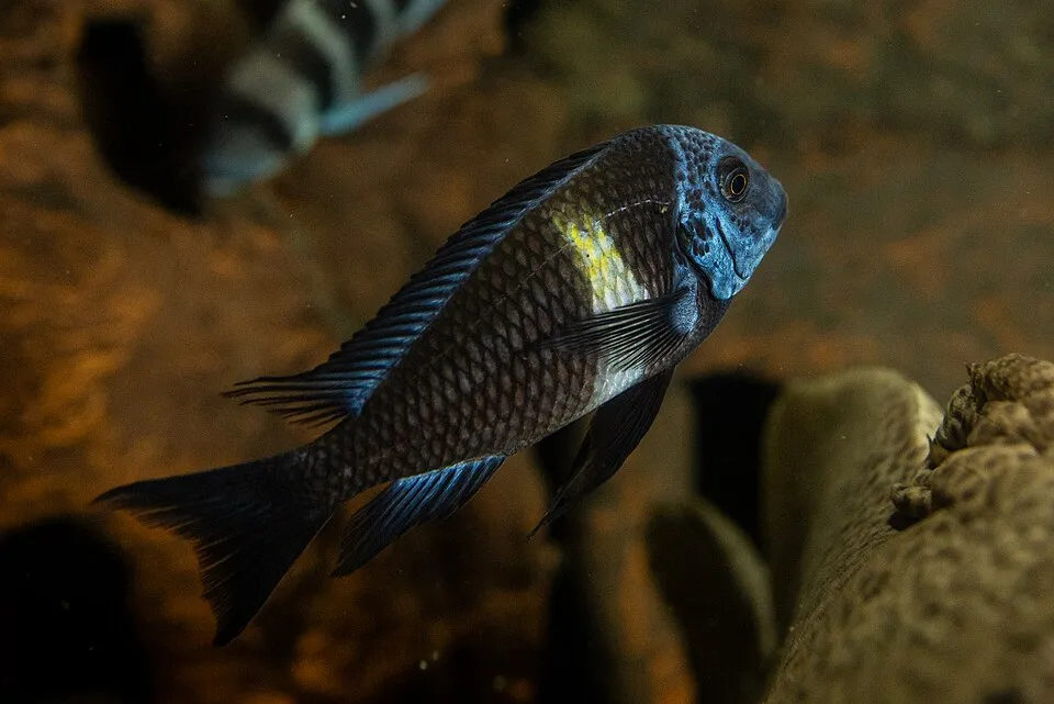 Tropheus duboisi Marlier, 1959, Natural History Museum University of Pisa