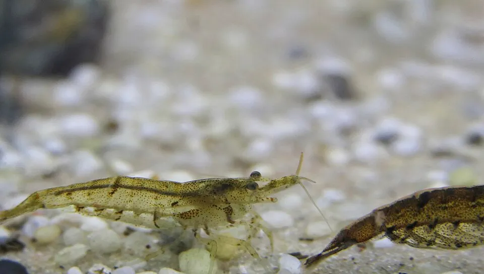 Atyopsis moluccensis - Molukken-Fächergarnele - subadult