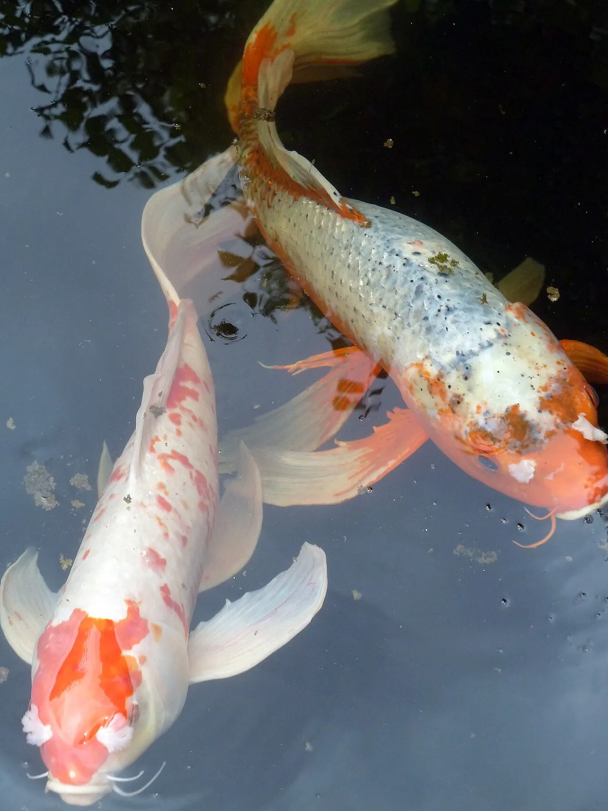 Koi Butterfly (Butterfly Koi)