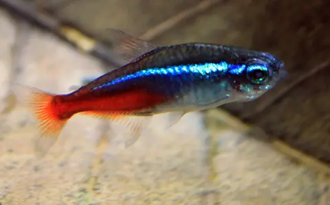 ปลานีออนคมชัด ครีบหางสีแดง ในตู้พื้นทราย
