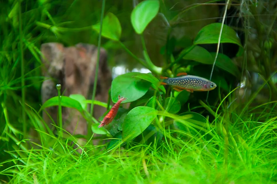 snail Planorbis planorbis