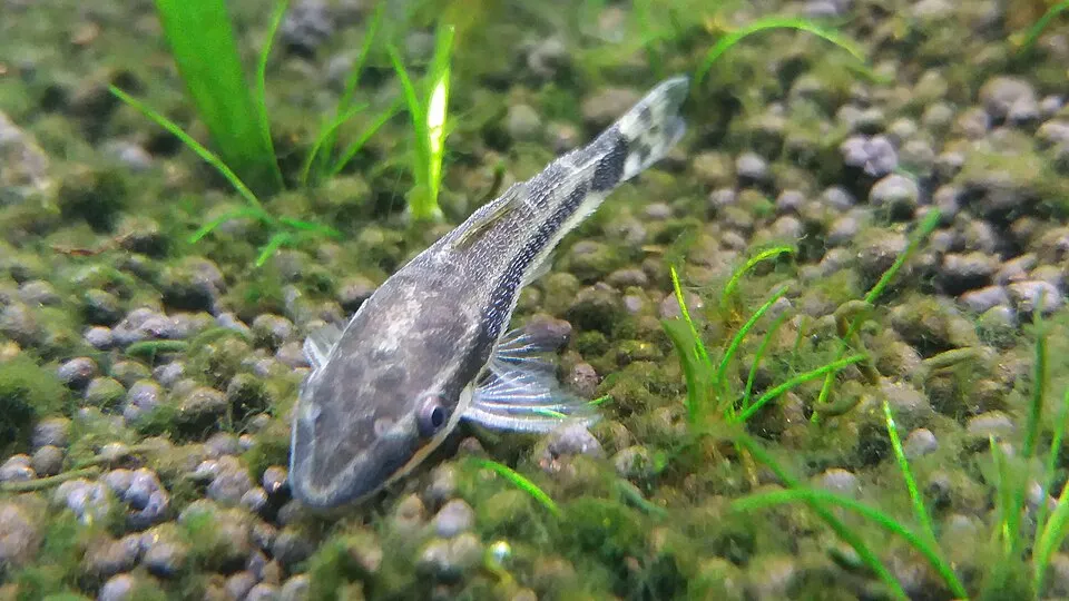 Otosek przyujściowy (Otocinclus affinis) w akwarium.
