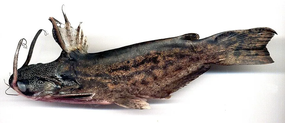 Tracheolipterus insignis
