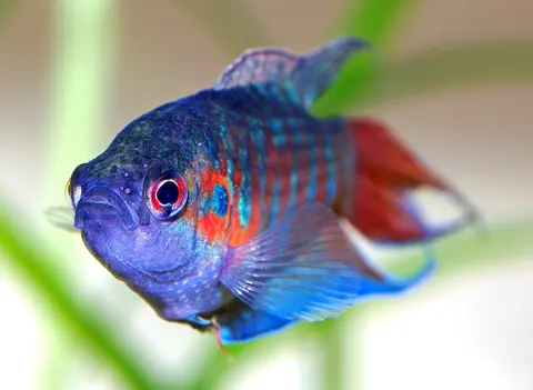 Ikan Paradise jantan berwarna biru dan merah, foto jarak dekat