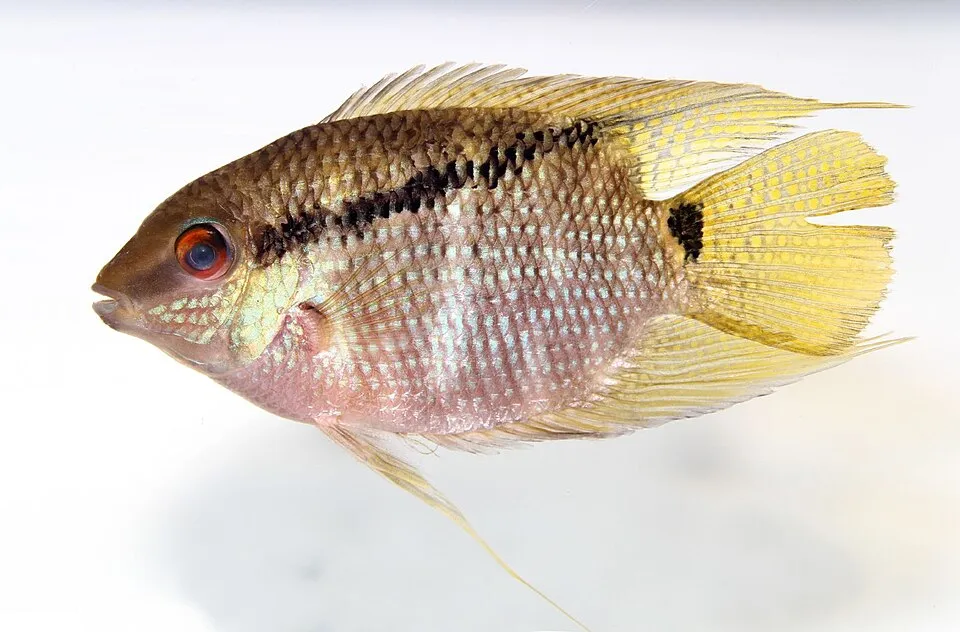 Cá cờ Mesonauta insignis, Mesonauta insignis