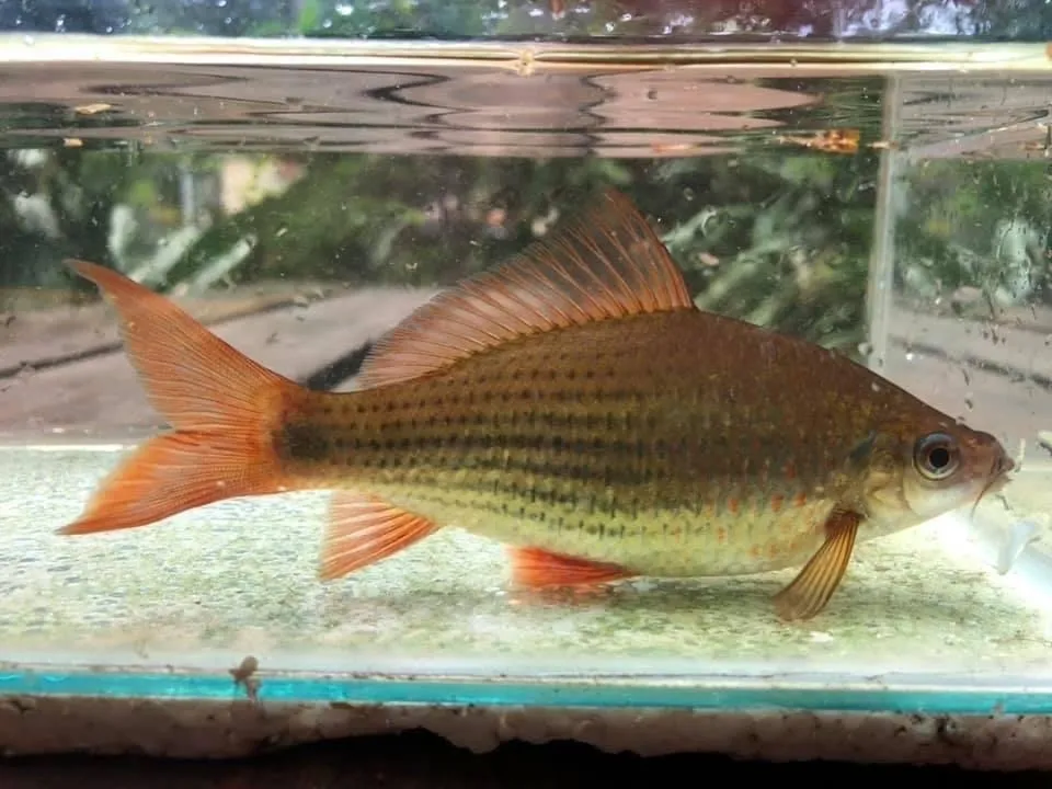 Adult wild specimen of Osteochilus vittatus from Malaysia