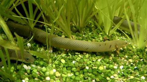 Polypterus Senegal