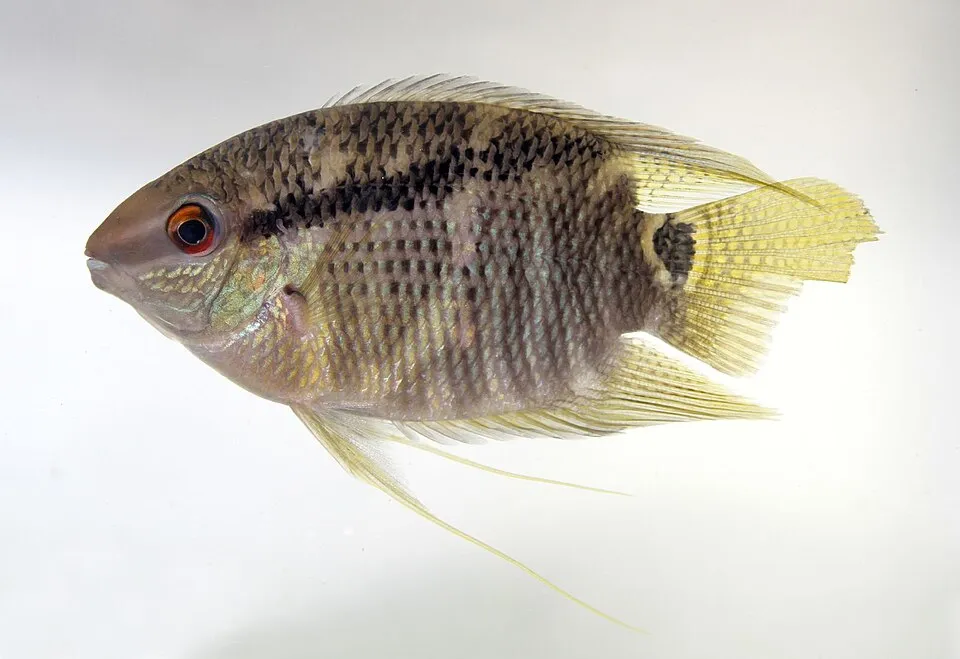 Cichlidae Mesonauta insignis