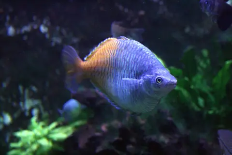 ปลาเรนโบว์โบสมานี