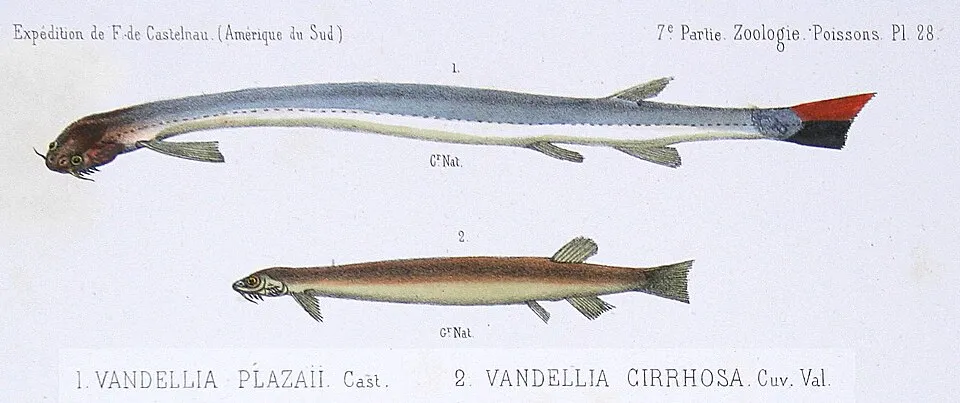 Vandellia plazaii (now syn. of Vandellia cirrhosa) & Vandellia cirrhosa