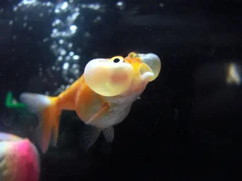 Koki Bubble Eye oranye kekuningan berenang di akuarium