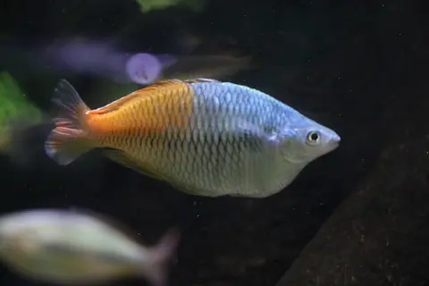 ปลาเรนโบว์โบสมานี