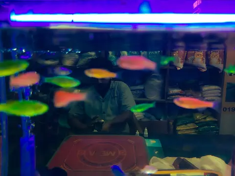 Sekelompok ikan GloFish berwarna-warni neon di dalam akuarium toko