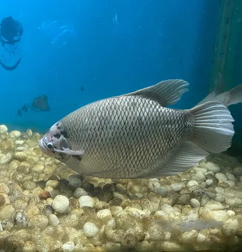 Gurami