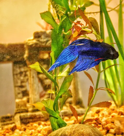 Cupang jantan biru di samping tanaman akuarium