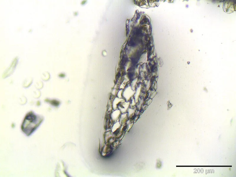 Buchtiges Riccardimoos (Riccardia chamedryfolia), Thallusquerschnitt, Vergrößerung: 125x